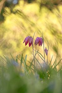Wild lapwing flowers