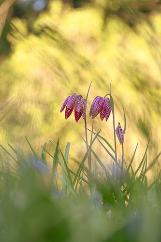 Wilde kievitsbloemen
