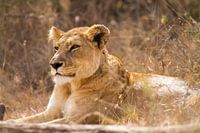 Lioness