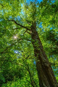 Couronne forestière au soleil
