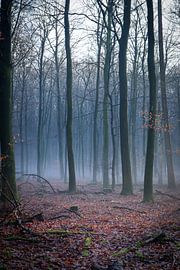 Foggy afternoon in the forest by Debby Gelderloos