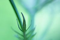 green dream