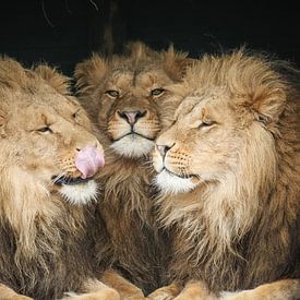 Trois lions en gros plan sur Erik Wouters