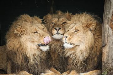 Drie leeuwen close-up