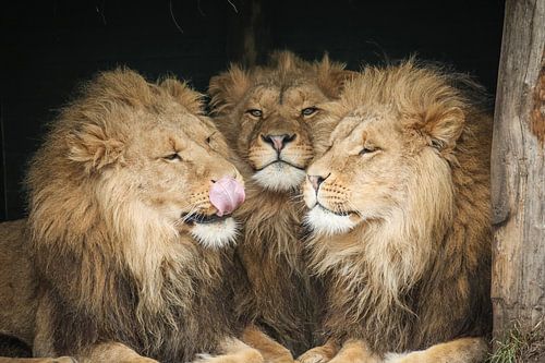 Drie leeuwen close-up