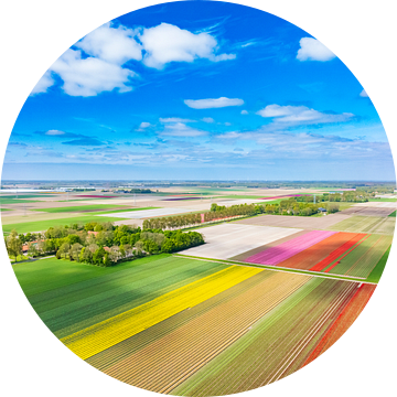 Tulpen in een veld in de lente van bovenaf gezien