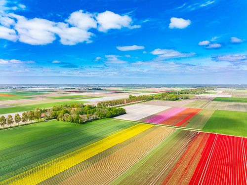 Tulipes dans un champ au printemps, vues du ciel