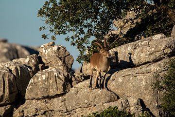 A Spanish ibex found in 'El Torcal de Antequera by Nick Heller