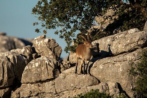 Ein spanischer Steinbock, gefunden in "El Torcal de Antequera