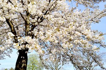 Frühlingsblüte in Emmen von Corinne Welp