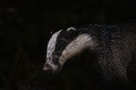 badger by Andy van der Steen - Fotografie thumbnail