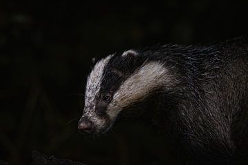 Europese das van Andy van der Steen - Fotografie