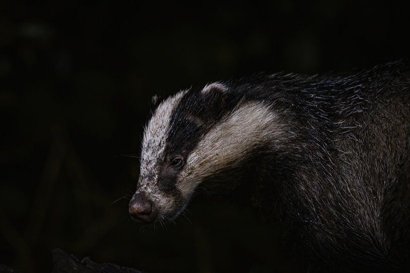 badger by Andy van der Steen - Fotografie