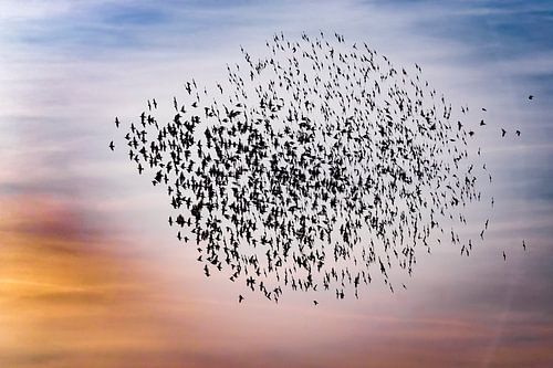 Un essaim d'étourneaux (Sturnus vulgaris)