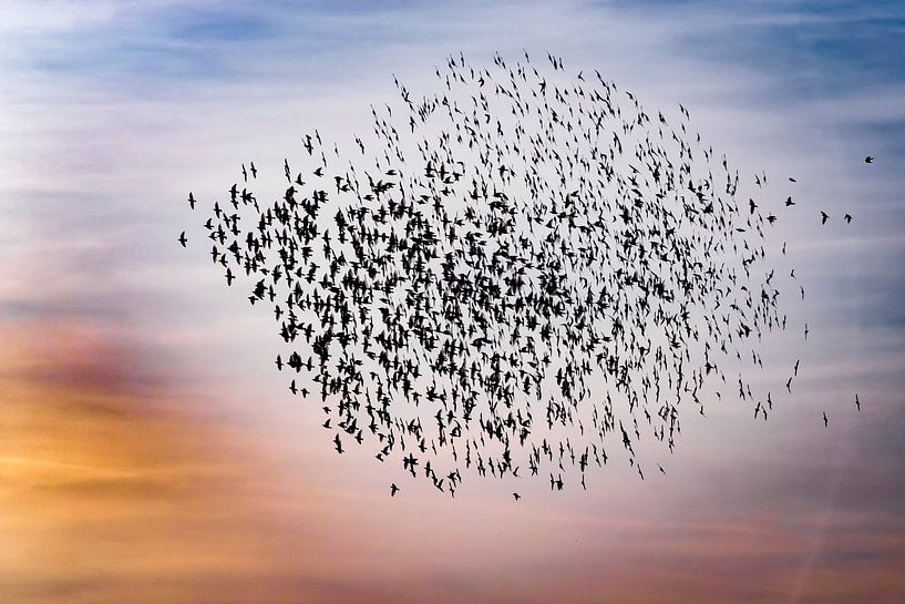 Common Starling (Sturnus vulgaris) flock in Italy. by AGAMI Photo Agency