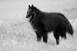 Profil en noir et blanc du champion de Groenendael sur Lex van Doorn