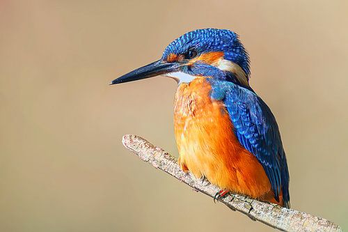 Kleurrijke ijsvogel zittend op een tak op een zonnige ochtend