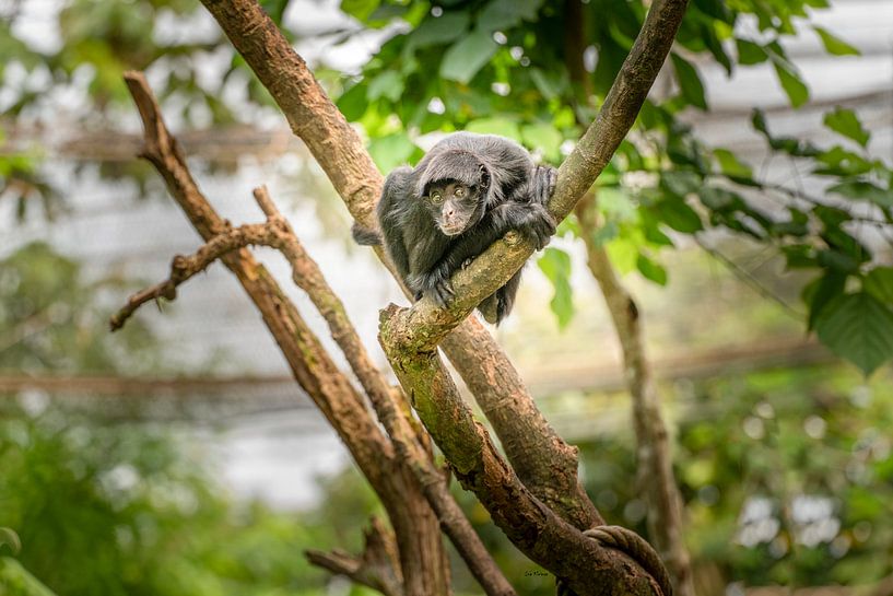 Animal kingdom &quot;Monkey&quot; by ina kleiman