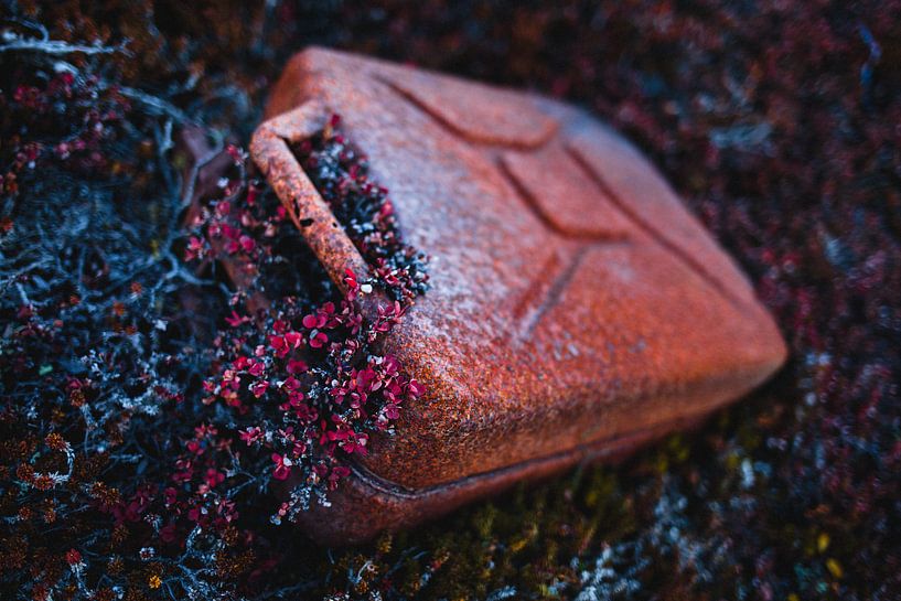 Rusty jerry can fused with red flowers in Greenland by Martijn Smeets
