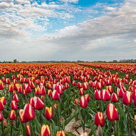 Tulips van Arjen Uijttenboogaart