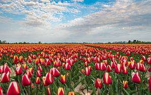 Tulips van Arjen Uijttenboogaart