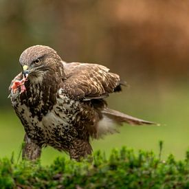 Buizerd portret van Björn van den Berg
