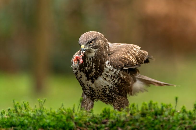 Buzzard portrait by Björn van den Berg