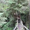 Rainforest Vancouver Island von Elisabeth Eisbach