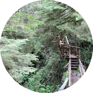 Rainforest Vancouver Island