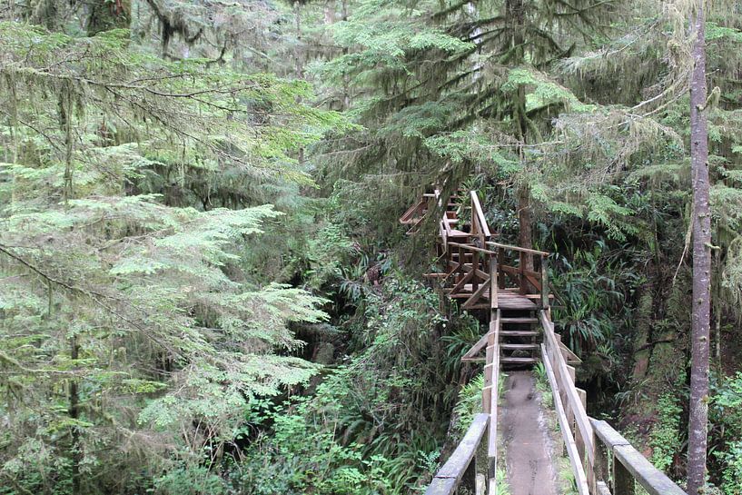 Rainforest Vancouver Island von Elisabeth Eisbach
