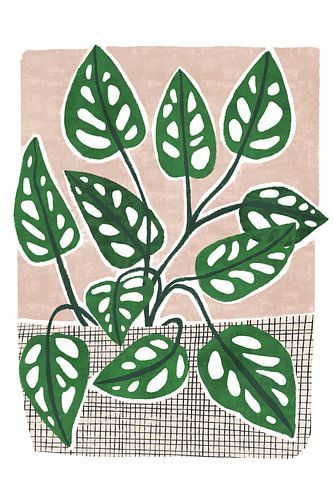 Monstera