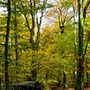 Ein Bach durch einen Herbstwald von Gerard de Zwaan