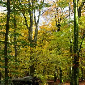 Un ruisseau dans une forêt d'automne sur Gerard de Zwaan
