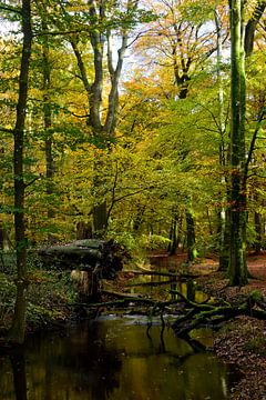 Un ruisseau dans une forêt d'automne sur Gerard de Zwaan