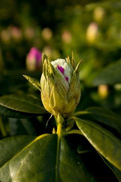 botanisches Bild eines Rhododendrons | Fine Art Naturfoto