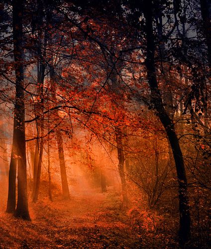 Morgens im Wald sur Vera Kämpfe