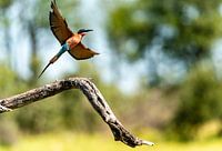In flight