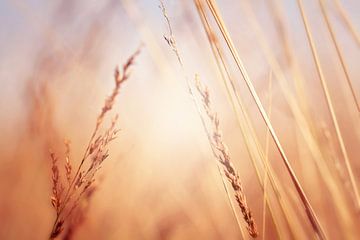 marcher dans les champs d'or....  sur LHJB Photography