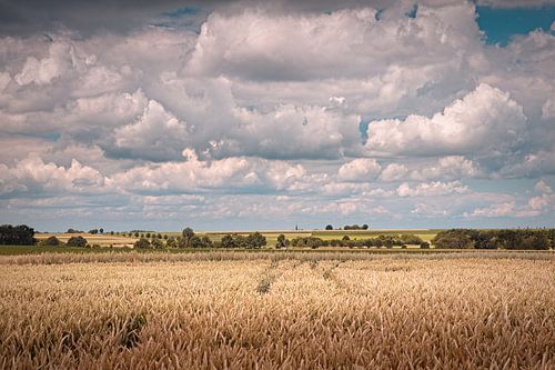 Feld in Ingber-Margraten