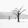 Deadvlei in Namibia in schwarzweiss von Tilo Grellmann | Photography