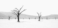Deadvlei in Namibia in schwarzweiss von Tilo Grellmann Miniaturansicht