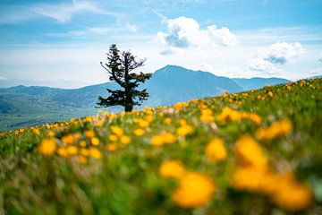 Bloemenweide op de Mittagberg met uitzicht op de Grünten van Leo Schindzielorz