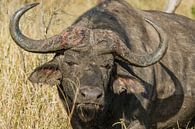 Buffel by John van Weenen thumbnail