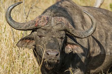Buffel by John van Weenen