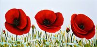 Poppy