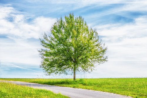 Einsam stehender grüner Baum auf der Wiese