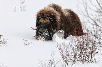 Muskox in deep snow in Dovrefjell-Sunndalsfjella National Park N