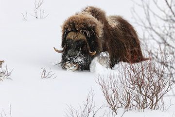 Muskusossen in diepe sneeuw in het nationaal park Dovrefjell-Sunndalsfjella N van Frank Fichtmüller