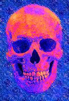 SKULL SKULL HEAD