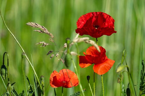 Klaproos op groen veld